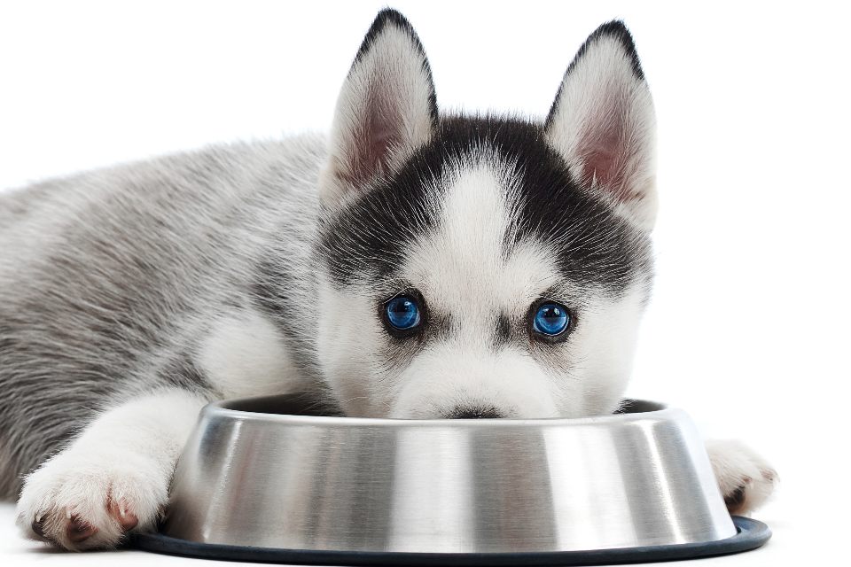 Dog Food High in Iron
