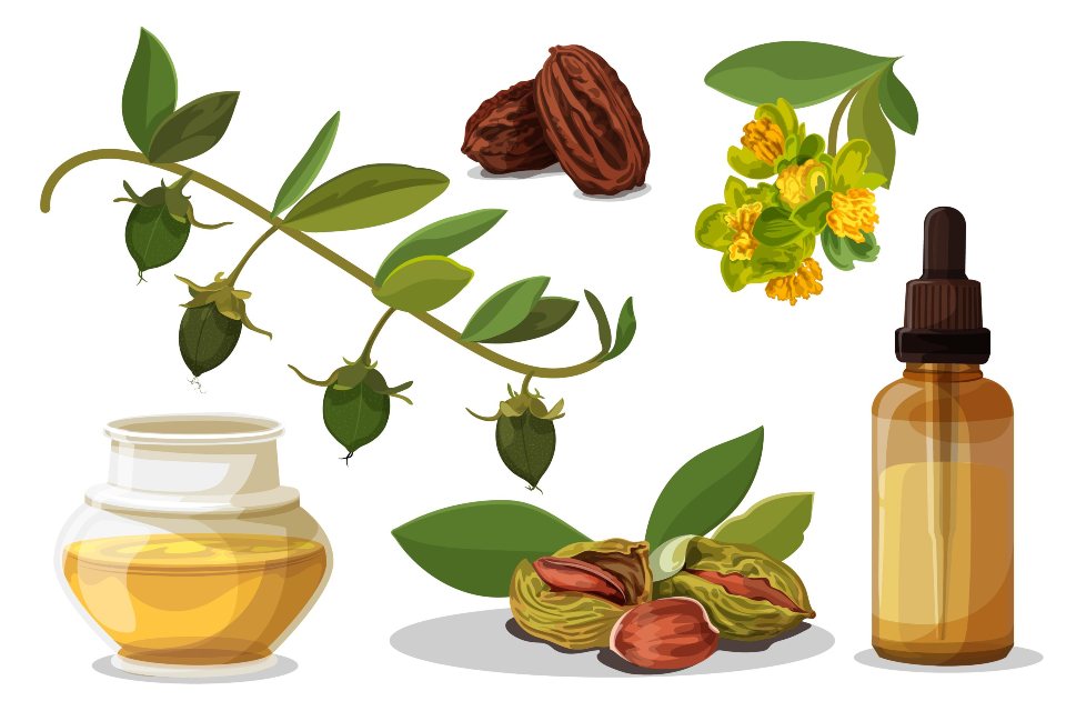 Jojoba Oil Benefits for a Glowing Skin and Hair Healthy Lifestyle